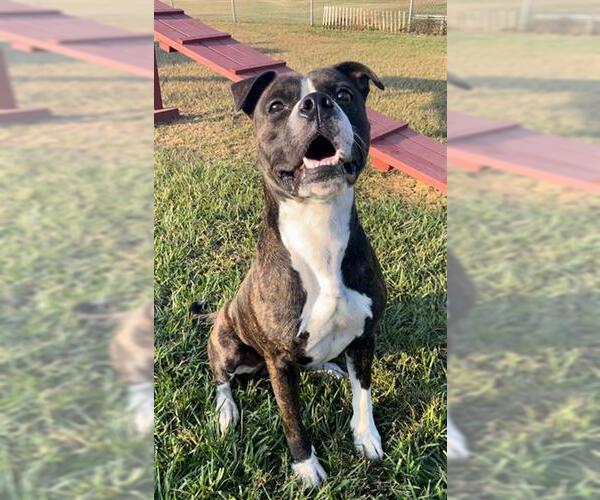 Medium Photo #2 Bulloxer Puppy For Sale in Rosenberg, TX, USA