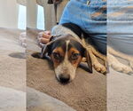 Small #8 Beagle