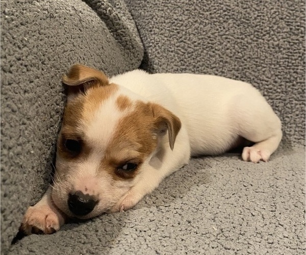 Medium Photo #37 Jack Russell Terrier Puppy For Sale in RICHMOND, MI, USA