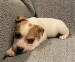 Small #36 Jack Russell Terrier