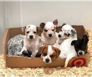 Mutt Dogs for adoption in Unionville, PA, USA