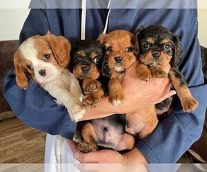 Cavalier King Charles Spaniel Puppy for sale in THORNDIKE, ME, USA