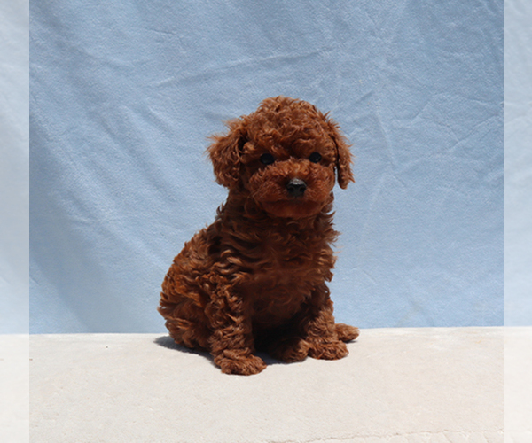 Medium Photo #10 Poodle (Toy) Puppy For Sale in LOS ANGELES, CA, USA