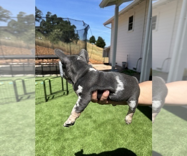 Medium Photo #15 French Bulldog Puppy For Sale in PLEASANTON, CA, USA