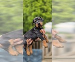 Puppy Brown collar Doberman Pinscher
