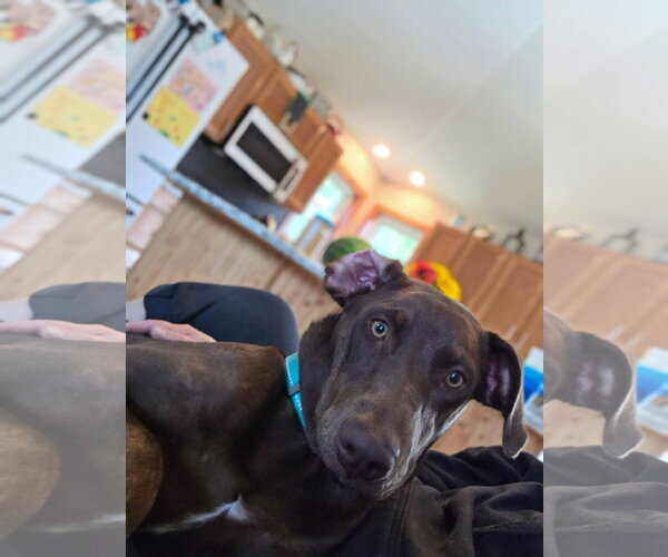 Medium Photo #1 Doberman Pinscher-Unknown Mix Puppy For Sale in Minneaoplis, MN, USA