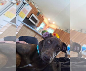 Doberman Pinscher-Unknown Mix Dogs for adoption in Minneaoplis, MN, USA