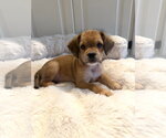 Small #1 Chihuahua Mix