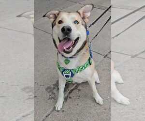 Onion Ring - Male Siberian Husky-Unknown Mix Dog for Adoption - Photo #19