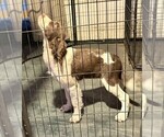 Puppy Lacey English Springer Spaniel