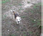 Small Beagle