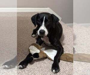 Callie - Female Mutt Dog for Adoption - Photo #5
