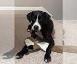 Small Photo #5 Mutt Puppy For Sale in Abbeville, LA, USA