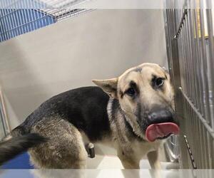 German Shepherd Dog-Unknown Mix Dogs for adoption in Bakersfield, CA, USA