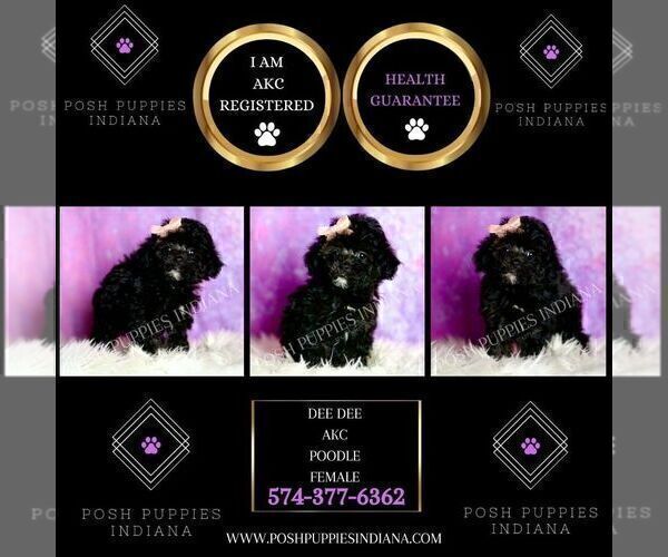 Medium Photo #2 Poodle (Miniature) Puppy For Sale in WARSAW, IN, USA