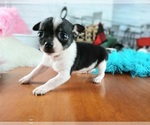 Small #1 Chihuahua