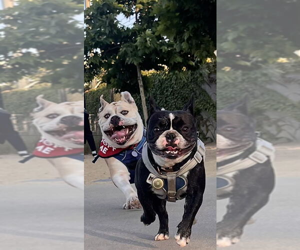 Medium Photo #5 Bulldog Puppy For Sale in San Jose, CA, USA
