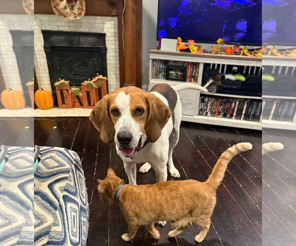 Medium Photo #6 Mutt Puppy For Sale in Rustburg, VA, USA