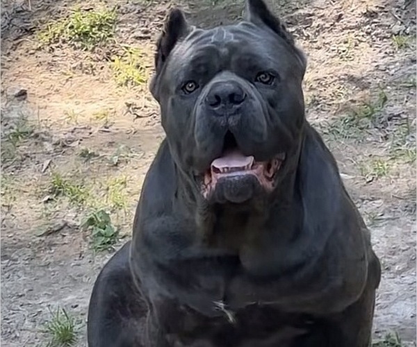 Medium Photo #1 Cane Corso Puppy For Sale in SENOIA, GA, USA