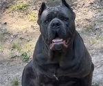 Small Photo #1 Cane Corso Puppy For Sale in SENOIA, GA, USA