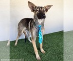 Small #3 German Shepherd Dog Mix