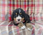 Small Photo #3 Bernese Mountain Dog Puppy For Sale in CHRISTIANA, PA, USA