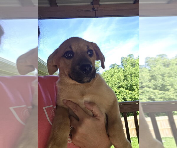 Medium Photo #2 Collie-German Shepherd Dog Mix Puppy For Sale in Aurora, IN, USA