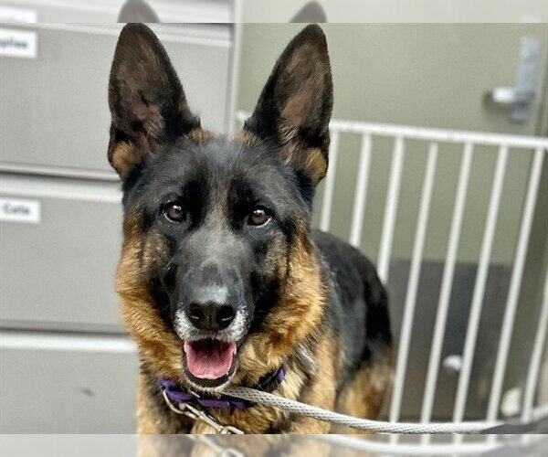 Medium Photo #2 German Shepherd Dog Puppy For Sale in Martinez, CA, USA