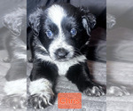 Small Photo #22 Border-Aussie Puppy For Sale in ROY, UT, USA
