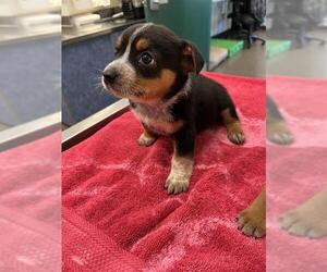 Australian Cattle Dog-Chihuahua Mix Dogs for adoption in Globe, AZ, USA