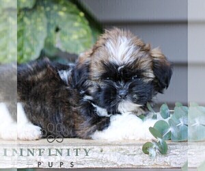 Shih Tzu Puppy for sale in ELIZABETHTOWN, PA, USA