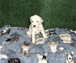 Puppy Dali Dalmatian