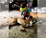 Small #1 German Shepherd Dog Mix