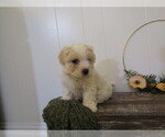 Puppy Maverick Maltipoo (Miniature)