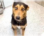 Small #1 German Shepherd Dog Mix