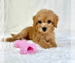 Small #2 Goldendoodle (Miniature)