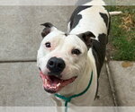 HANNAH - Female Mutt Dog for Adoption - Small photo