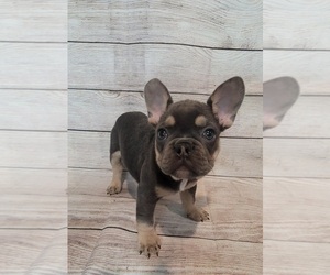 French Bulldog Puppy for sale in INDIANAPOLIS, IN, USA