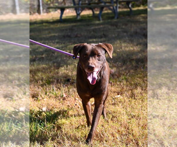 Medium Photo #4 Labrador Retriever-Unknown Mix Puppy For Sale in Glen Allen, VA, USA