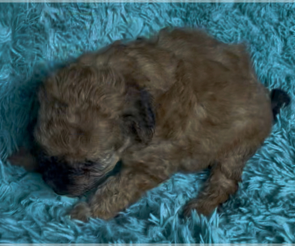 Medium Photo #5 Miniature Australian Shepherd-Poodle (Toy) Mix Puppy For Sale in AZLE, TX, USA