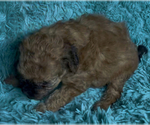 Small #4 Miniature Australian Shepherd-Poodle (Toy) Mix
