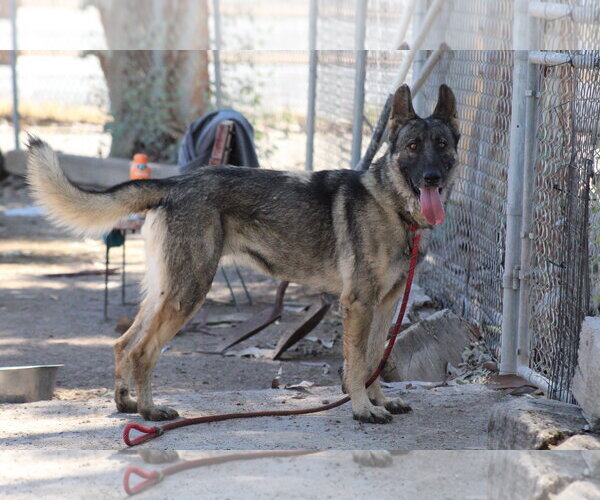 Medium Photo #1 German Shepherd Dog Puppy For Sale in El Centro, CA, USA
