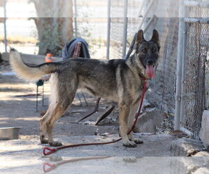 German Shepherd Dog Dogs for adoption in El Centro, CA, USA