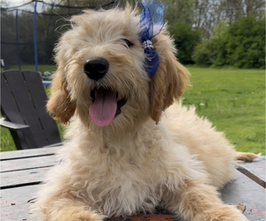 Goldendoodle Puppy for sale in EDWARDSBURG, MI, USA