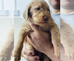 Vizsla Dog for Adoption in Bolton, Greater Manchester (England) United Kingdom