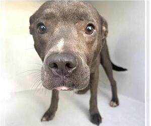 Mutt Dogs for adoption in Houston, TX, USA