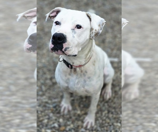 Medium Photo #2 Mutt Puppy For Sale in Woodsfield, OH, USA