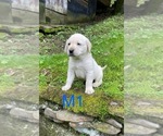 Small #1 Labrador Retriever