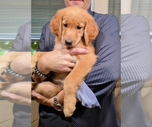 Medium Goldendoodle mix (+ Poodle Standard)
