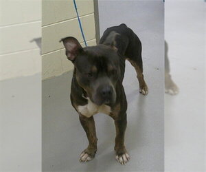 American Bulldog-Unknown Mix Dogs for adoption in Sanford, FL, USA